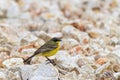 Yellow wagtail warble Royalty Free Stock Photo