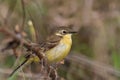 Yellow wagtail warble Royalty Free Stock Photo