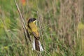 Yellow wagtail warble Royalty Free Stock Photo