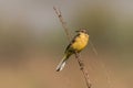 Yellow wagtail warble