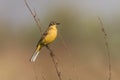 Yellow wagtail warble