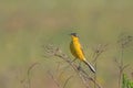 Yellow wagtail warble Royalty Free Stock Photo