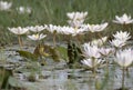 Yellow wagtail with water lillies pond Royalty Free Stock Photo