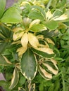 yellow walisongo ornamental plant in Indonesia