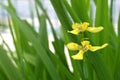 Yellow Walking Iris, Neomarica longifolia