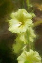 Yellow Wall Flower with painterly effect