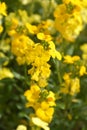 Yellow Wallflower Primerose Dame