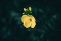 Yellow Wallflower Royalty Free Stock Photo