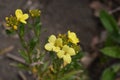 Yellow Wallflower