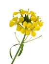 Yellow Wallflowers Royalty Free Stock Photo