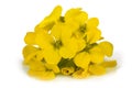 Yellow Wallflowers