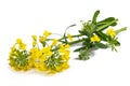 Yellow Wallflowers Royalty Free Stock Photo