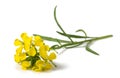 Yellow Wallflowers Royalty Free Stock Photo