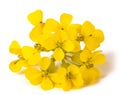 Yellow Wallflowers Royalty Free Stock Photo