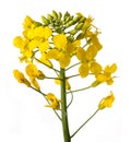 Yellow Wallflowers Royalty Free Stock Photo