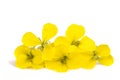 Yellow Wallflowers Royalty Free Stock Photo