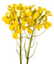 Yellow Wallflowers Royalty Free Stock Photo