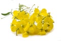 Yellow Wallflowers Royalty Free Stock Photo
