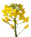 Yellow Wallflowers Royalty Free Stock Photo