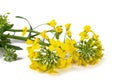 Yellow Wallflowers Royalty Free Stock Photo