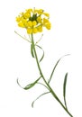 Yellow Wallflowers Royalty Free Stock Photo