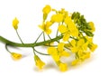 Yellow Wallflowers Royalty Free Stock Photo