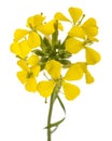 Yellow Wallflowers Royalty Free Stock Photo