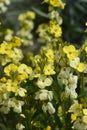 Yellow Wallflower Primerose Dame