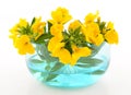 Yellow wallflowers Royalty Free Stock Photo