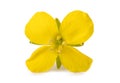 Yellow Wallflower