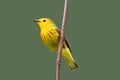 Yellow Warbler Royalty Free Stock Photo