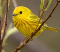 Yellow warbler