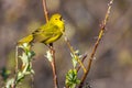 Yellow Warbler