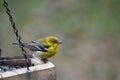 Yellow Warbler bird Royalty Free Stock Photo