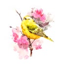 Yellow Warbler Bird on the branch with flowers Watercolor Fall Illustration Hand Painted