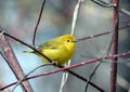 Yellow Warbler bird Dendroica petechia Canada Royalty Free Stock Photo