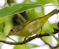 Yellow Warbler Bird Royalty Free Stock Photo
