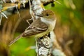 Yellow warbler bird in the Galapagos islands Royalty Free Stock Photo