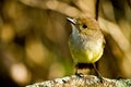 Yellow warbler bird in the Galapagos islands Royalty Free Stock Photo