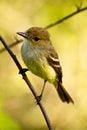 Yellow warbler bird in the Galapagos islands Royalty Free Stock Photo