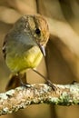 Yellow warbler bird in the Galapagos islands Royalty Free Stock Photo