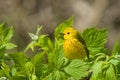 Yellow Warbler (Dendroica petechia)