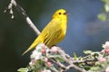 Yellow Warbler (Dendroica petechia) Royalty Free Stock Photo