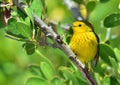 Yellow Warbler (Dendroica petechia gundlachi)