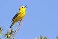Yellow Warbler (Dendroica petechia) Singing Royalty Free Stock Photo
