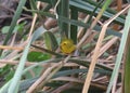 Yellow Warbler female setophaga petechia Royalty Free Stock Photo