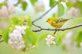 yellow warbler flitting among apple blossoms