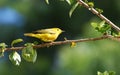 Yellow Warbler in Hibiscus bush.