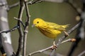 Yellow Warbler in the Hudson Valley Royalty Free Stock Photo