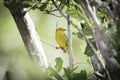 Yellow Warbler Royalty Free Stock Photo